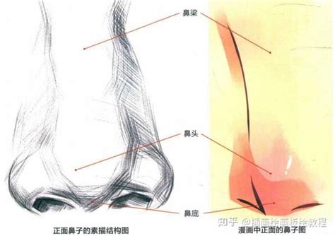 鼻子 怎麼畫|【绘画教程】鼻子怎么画？教你几招，快速掌握鼻子的画法！